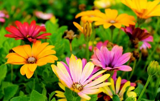 Beautiful colorful flowers online