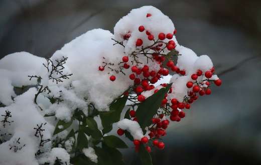 Heavenly bamboo nandina berry