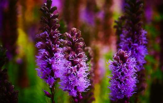 Botany flowers bloom