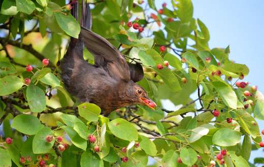 Brown bird eating berries