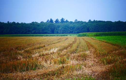 Field agriculture farm land