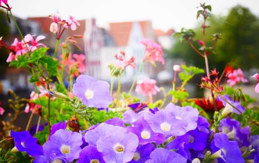 Flowers bloom online