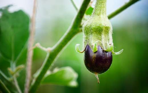 Growing eggplant vegetables