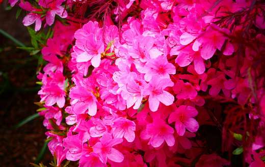 Magnificent image flowers bloom