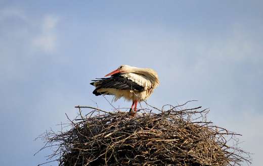 Nest stork bird online