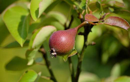 Pear fruit tree online
