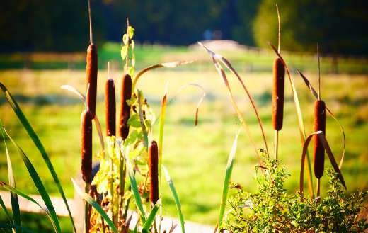 Reed five ditch online