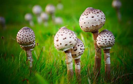 Spotty mushrooms puzzle