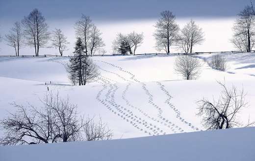 Winter beautiful white foot marks