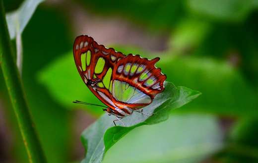 Big orange white butterfly