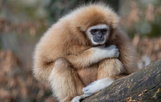 Gibbon ape mammal