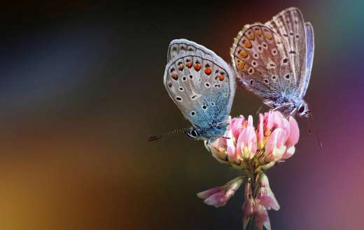 Silver studded blue butterflies polination