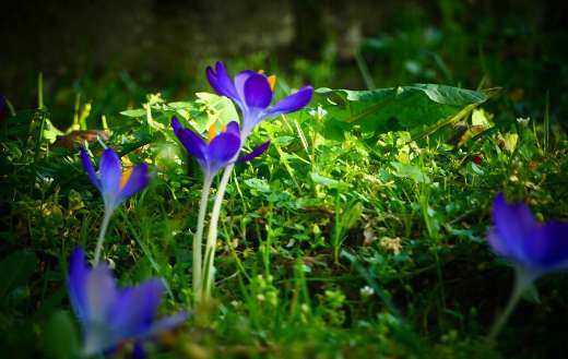 Spring purple flowers