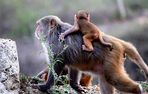 Baby monkey and mother