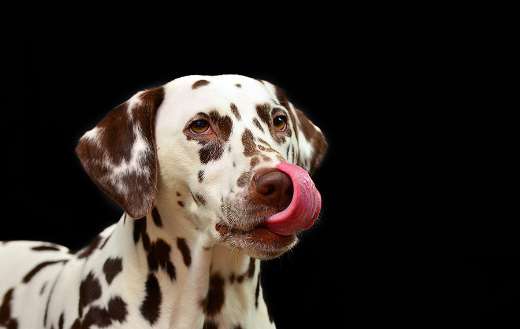 Dalmatian dog online