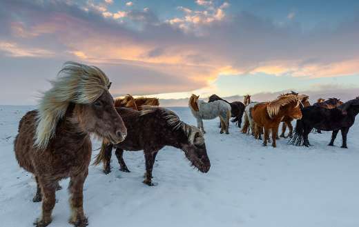 Iceland horses frosty winter