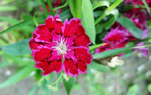 Red dianthus online