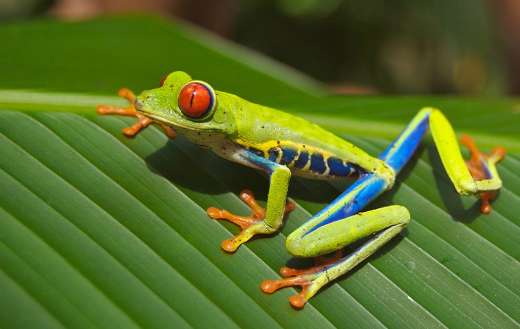 Red eyed tedd frog online