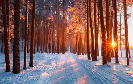 Winter forest with sunshine online