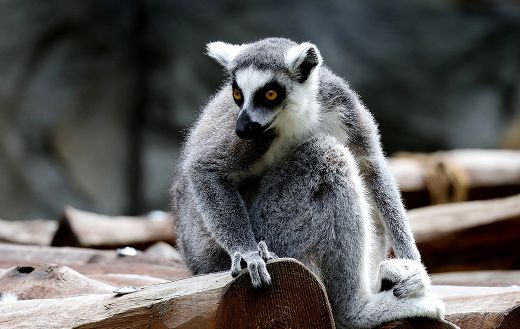 Lemur fierce species puzzle