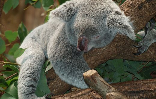 Sleeping baby koala online