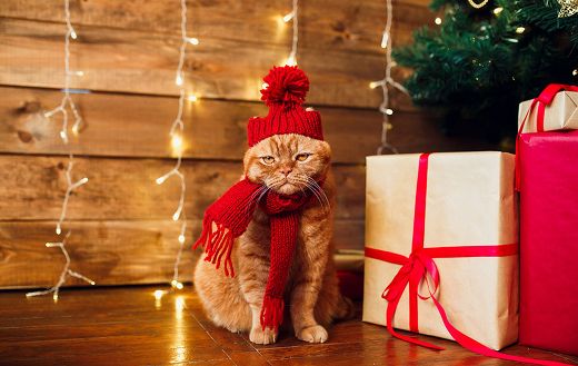 Red british cat knitted hat and scarf
