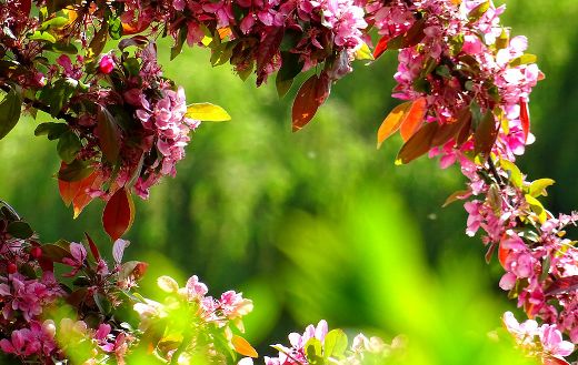 Purple petals flowers puzzle