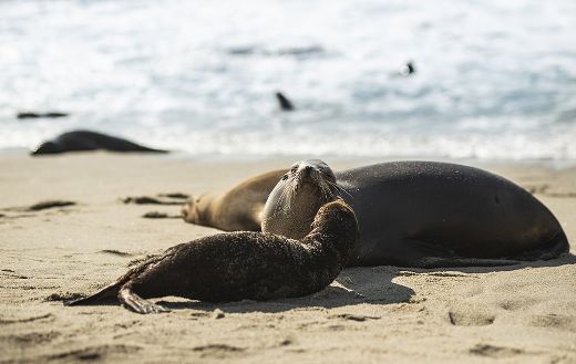Beach seal online