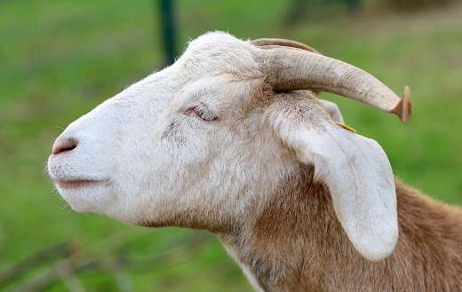 Goat with small horns