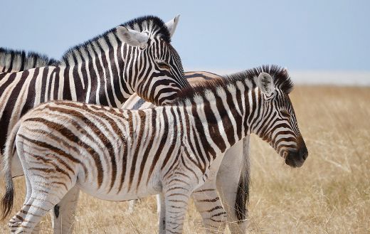 Group of zebra online