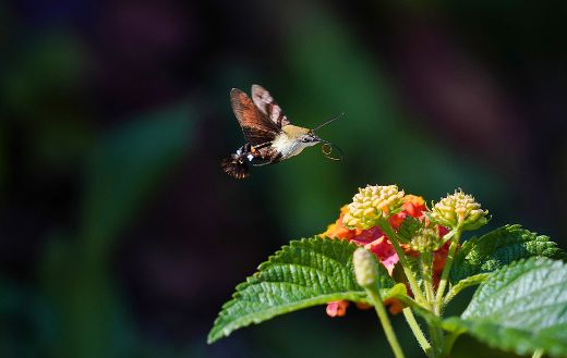 Macro butterfly insects