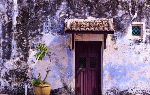 Green plant next door