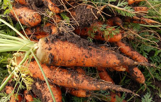Harvest carrots vegetables