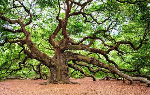 Huge old oak tree online