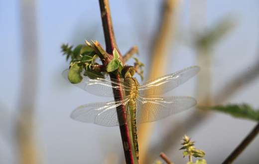 Odonata dragonfly puzzle