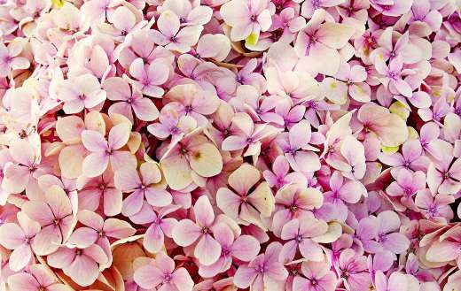 Pink hydrangea online
