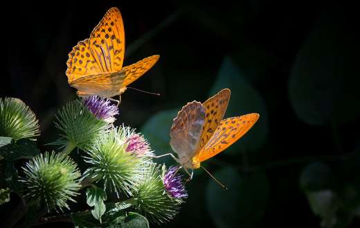 Silvery mother of pearl butterfly