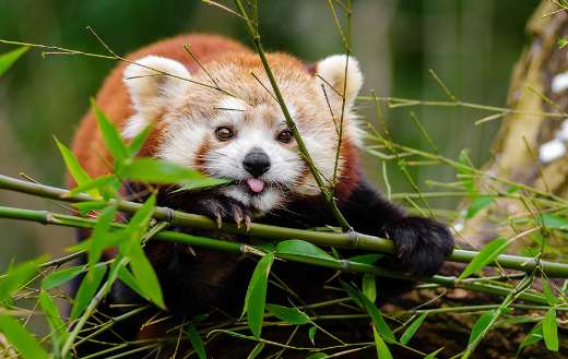 Tongue out red panda