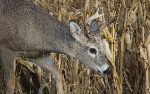 White tail deer online