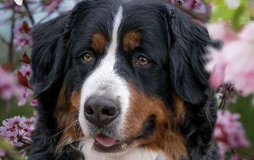 Bernese mountain dog puzzle