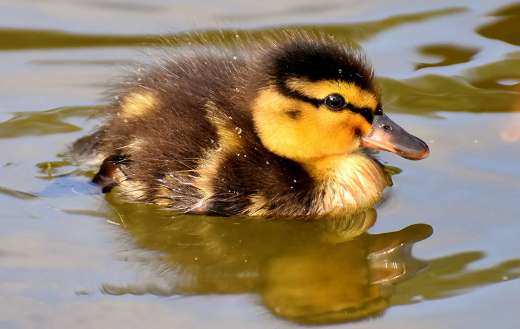 Duckling swimming puzzle