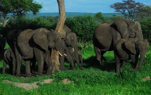 Elehants family online