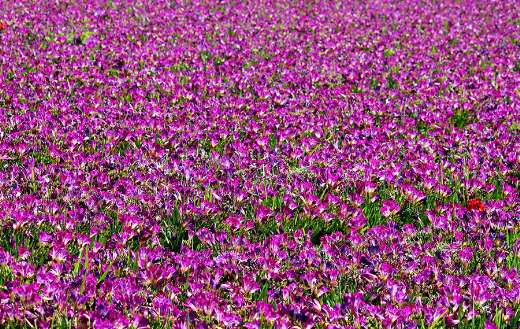 Field of purple freesia