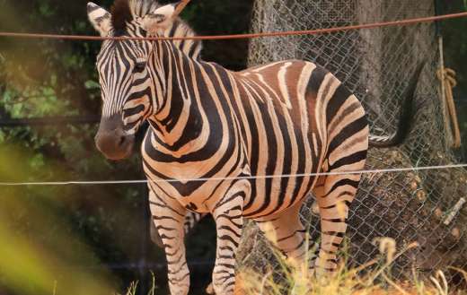 Four legs zebra and stripes