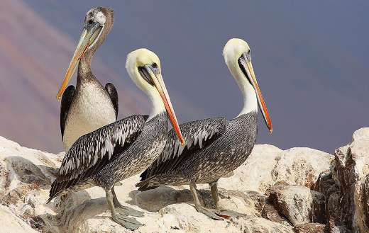 Pelican birds online