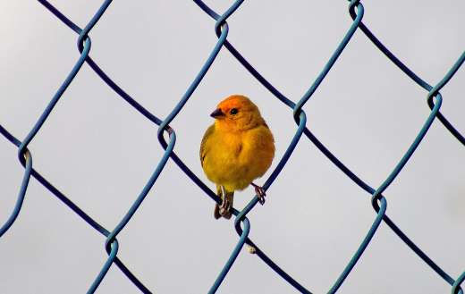 Plumage bird fencing