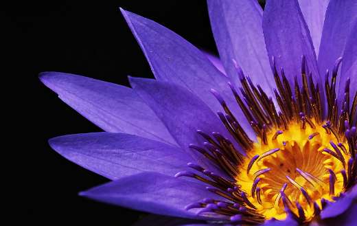 Purple water lily online