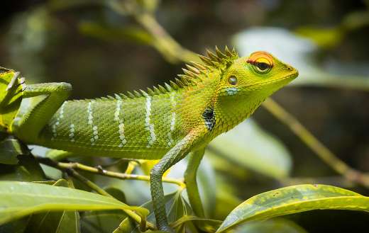Tropical green lizard