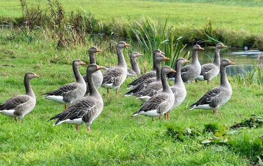 Waterfowl geese group
