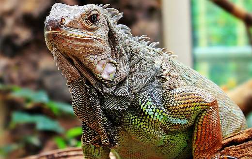 Fat iguana zoo online